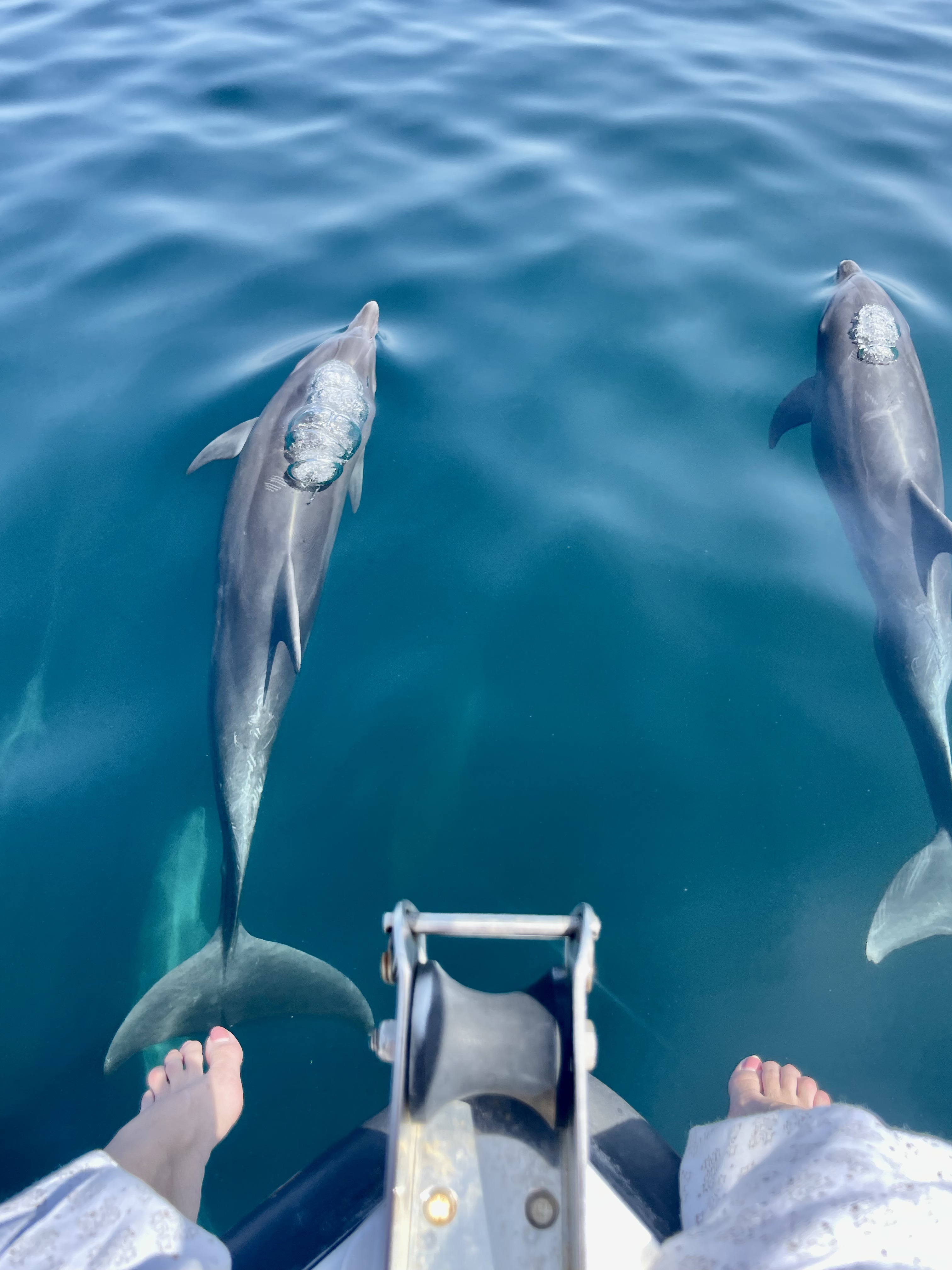 Dolphin watching